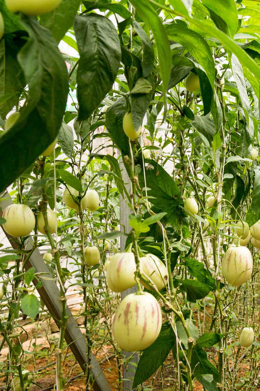 Pepino ‘Rio Bamba’ Seeds for Planting – Heirloom, Non-GMO, Compact Growth Variety