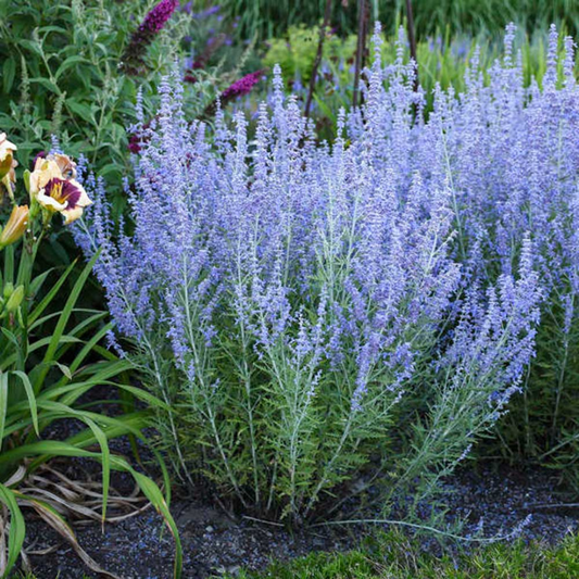 Blue Spire Russian Sage Perovskia Atriplicifolia Blue Spire Drought-Tolerant Perennial Fragrant Lavender-Blue Blooms