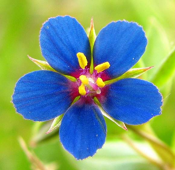 Pimpernel Anagallis Monelli – Blue Garden Flower Seeds