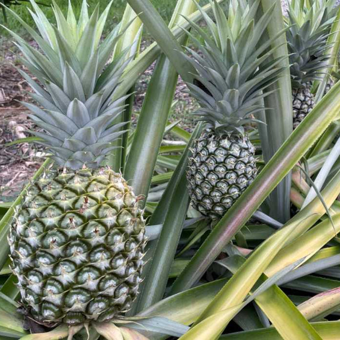 Pineapple Seeds Ananas Comosus Tropical Fruit Plant Sweet, Juicy and Easy to Grow