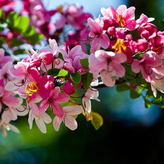Pink Shower Cassia Javanica – Fragrant Flowering Tropical Tree Seeds