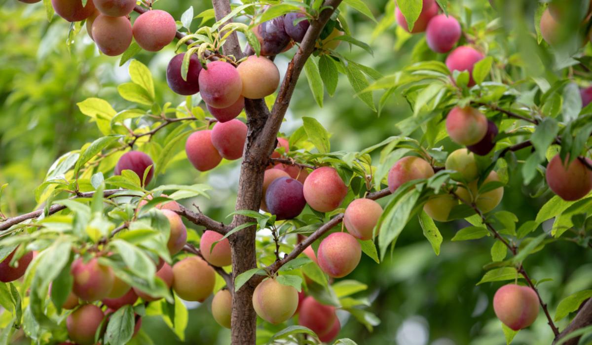 Plum Fruit Tree Prunus America – Hardy Fruit Tree Seeds