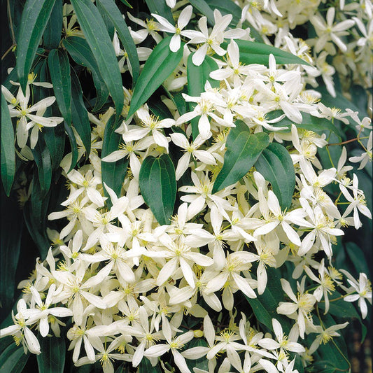 Clematis ‘Snowdrift’ Flower Seeds – Heirloom, Non-GMO, White Blooming Climbing Variety