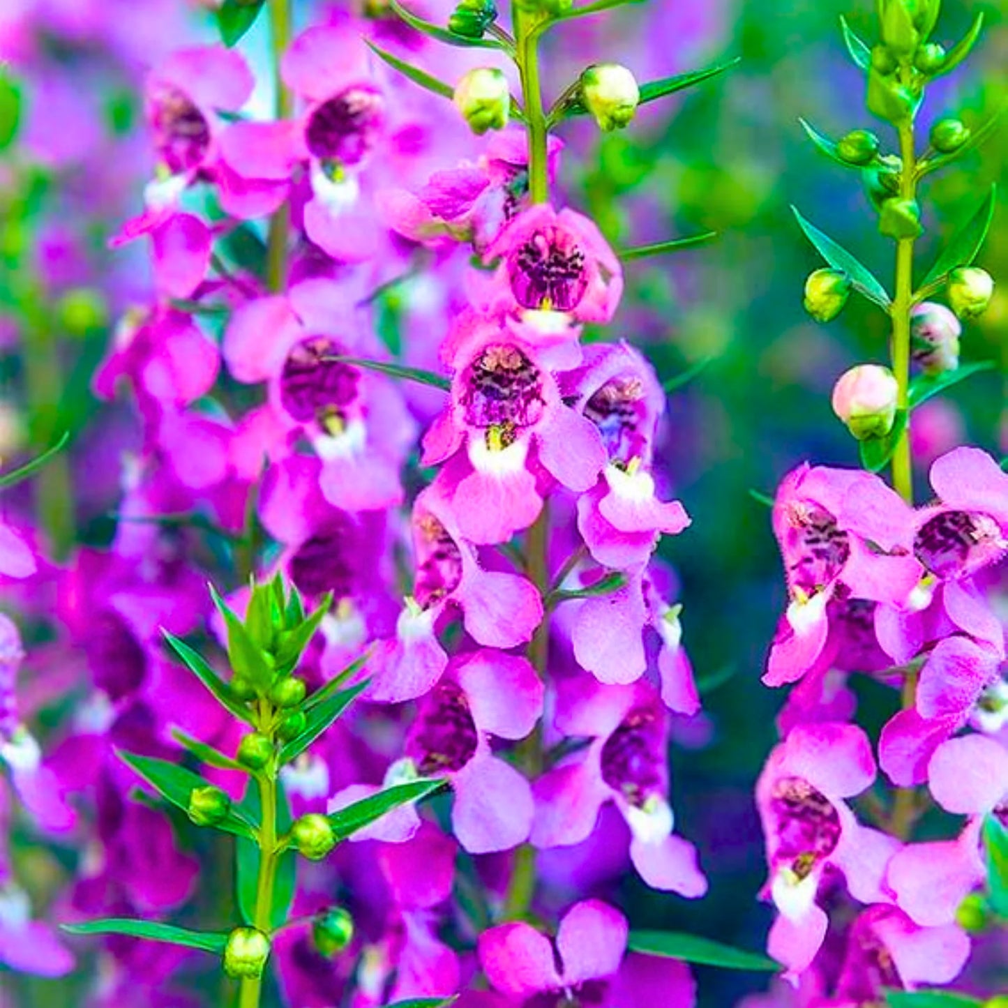 Angelonia Angelonia Angustifolia – Serena Mixed Color Flower Seeds