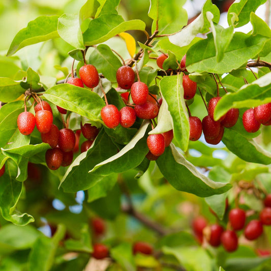Sweet Scarlet Berry Seeds – Heirloom, Non-GMO, Hardy Fruit-Bearing Variety
