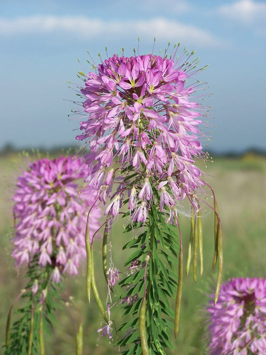 Rocky Mountain Bee Plant – Native Perennial Wildflower Seeds