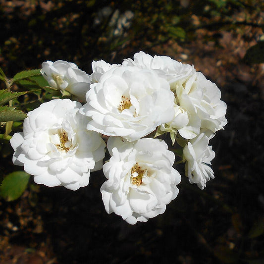 Rosa Alba Maxima Seeds – White Heirloom Rose for Garden Planting