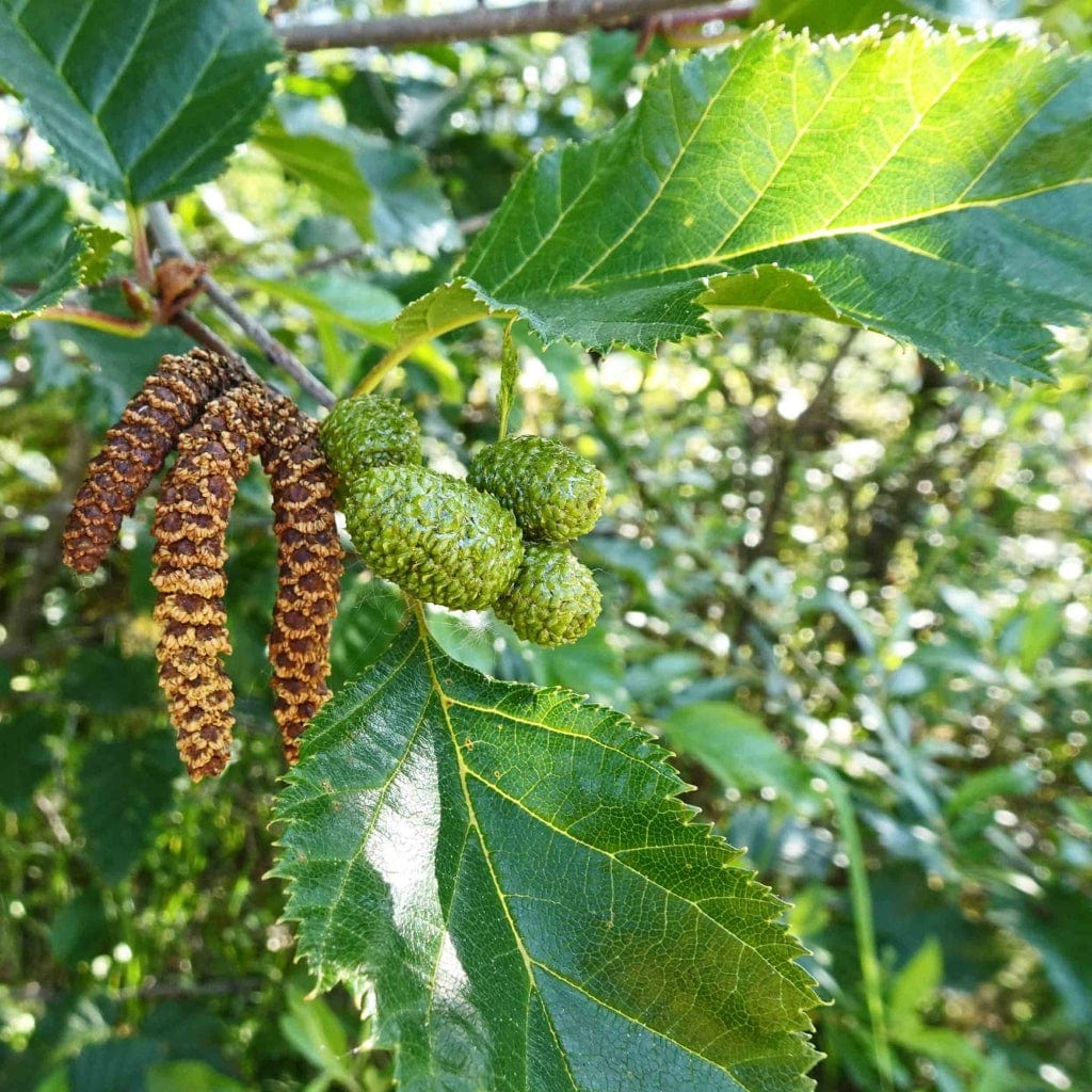 Chinese Red Birch – Perennial Fruit Seeds