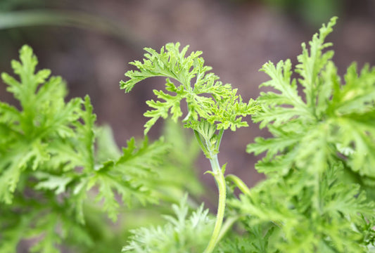 Citronella Seeds Mozzie – Garden Flower Seeds