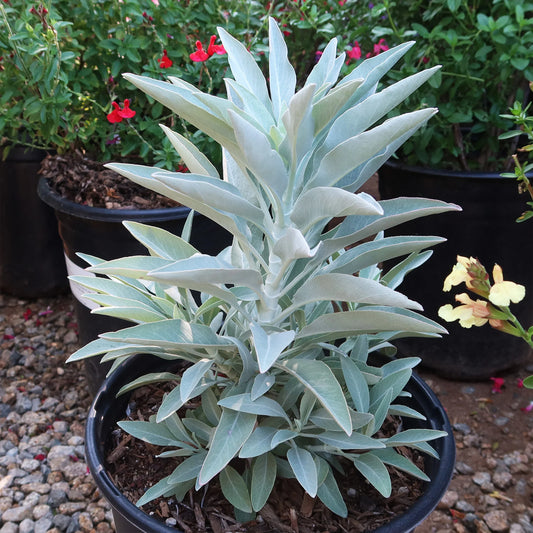 White Sage – Herb Seeds