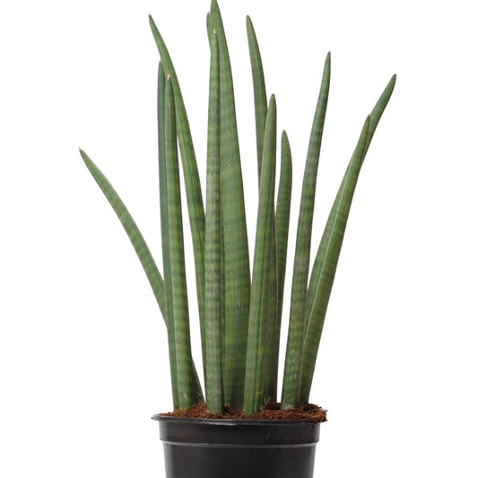 Sansevieria Cylindrica Seeds African Spear Plant Hardy Air-Purifying Succulent for Home & Office