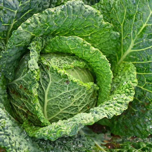 Cabbage Savoy Perfection Brassica Oleracea – Hardy Vegetable Seeds