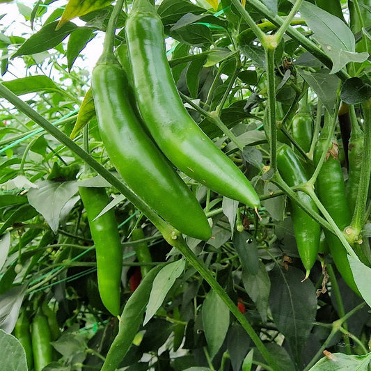 Serrano Chili Seeds – Garden Vegetable Seeds