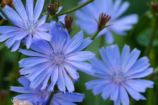Chicory Cichorium Intybus – Edible Herb Garden Seeds