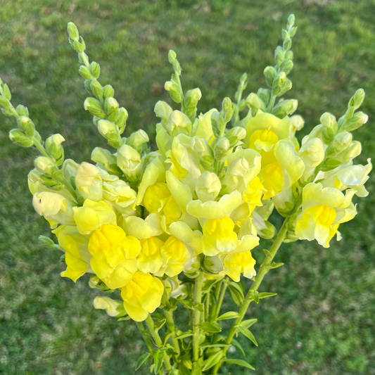 Sonnet Yellow Snapdragon – Garden Flower Seeds