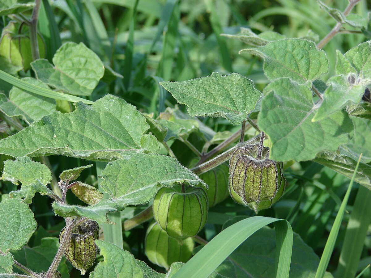Cape Gooseberry Physalis Peruviana – Edible Fruit Garden Seeds