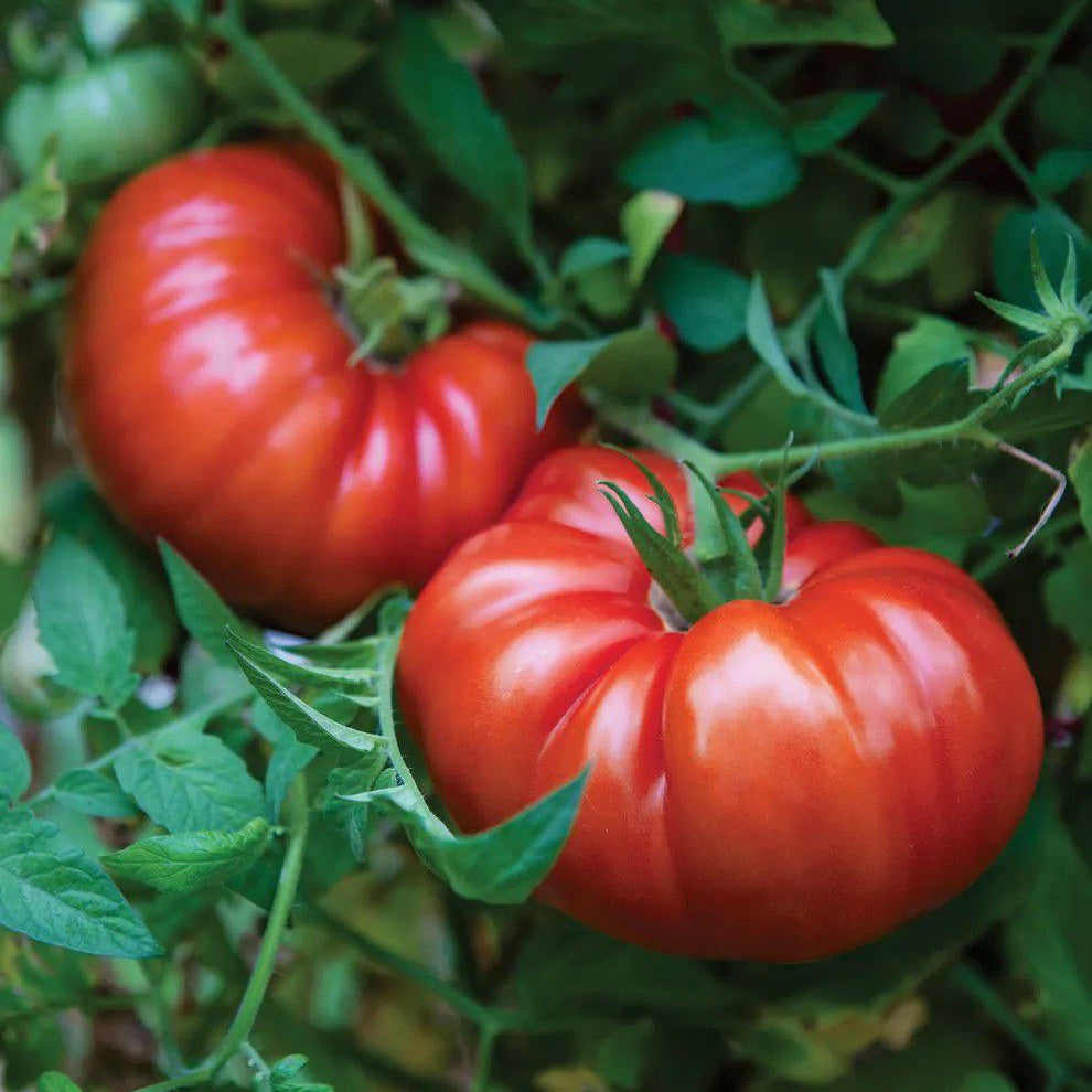 Bulk Behemoth Giant – Garden Vegetable Seeds