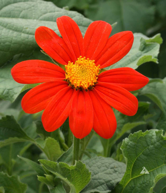 Mexican Sunflower Tithonia – Annual Flower Seeds
