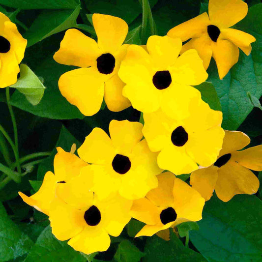 Thunbergia (Black-Eyed Susan Vine) Flower Seeds for Planting – Heirloom, Non-GMO, Easy to Grow, Climbing Annual