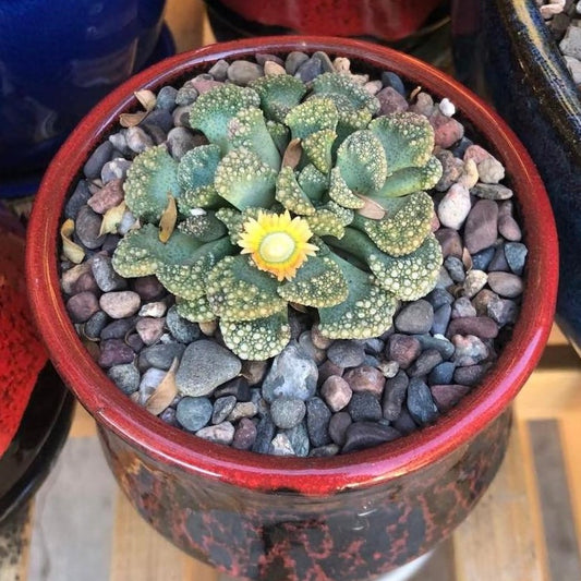 Titanopsis Calcarea – Succulent Garden Plant Seeds