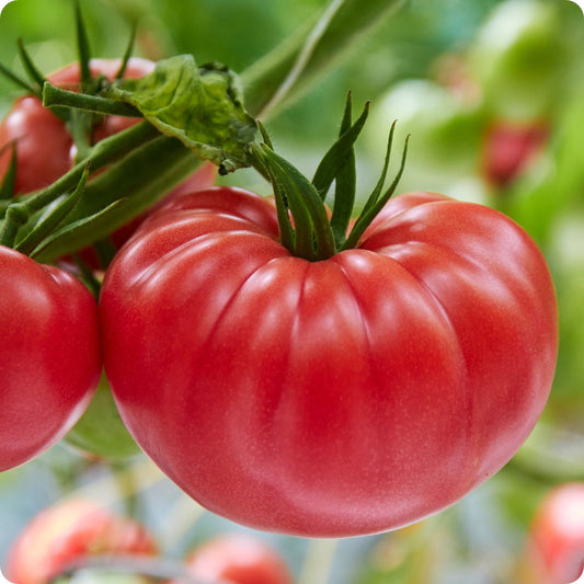 Pike County Yellow Tomato Big Yellow Heirloom Non Gmo Yumm! – Perennial Flower Seeds