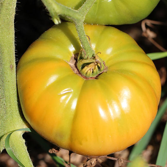 Dr Wyche’s Yellow – Heirloom Tomato Vegetable Seeds