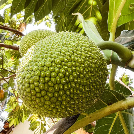 Breadfruit (Artocarpus altilis) Tree Seeds for Planting – Heirloom, Non-GMO, Fast-Growing, Edible Variety