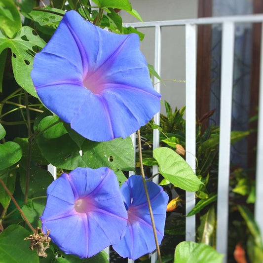 Blue Pharaoh Japanese Morning Glory Ipomoea – Climbing Flower Seeds