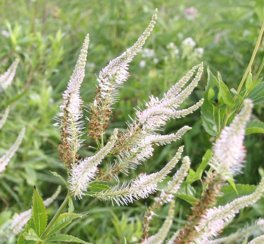 Culvers Root Veronicastrum Virginicum – Perennial Wildflower Garden Seeds