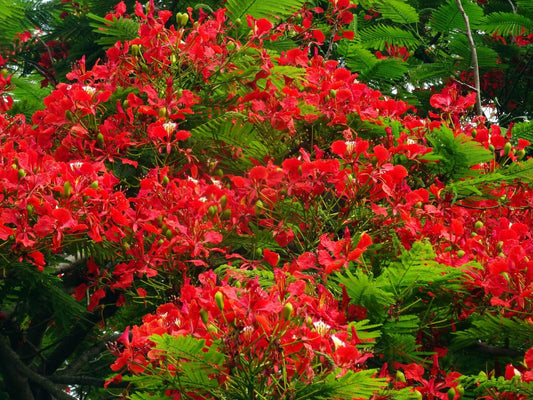 Flamboyant Flame Tree Delonix Regia – Colorful Garden Tree Seeds