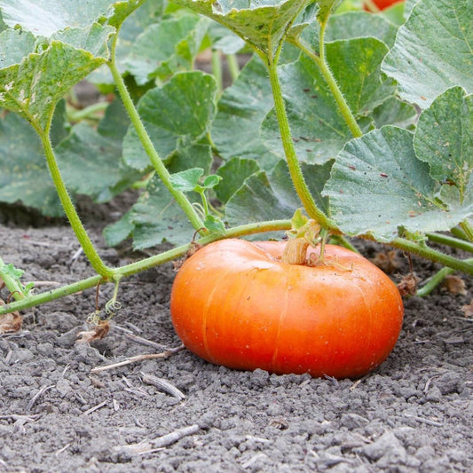 Pumpkin Cinderella Rouge Heirloom Seeds – Classic Garden Growing Variety