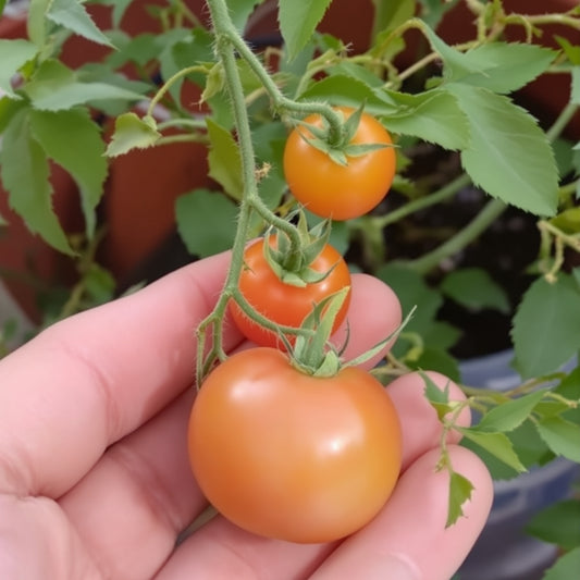 Cherry Tomato Nongmo – Garden Vegetable Seeds