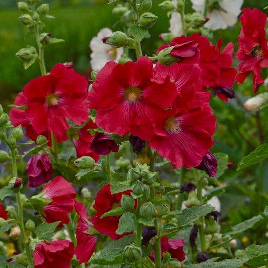 Hollyhock – Hardy Wildflower Garden Seeds