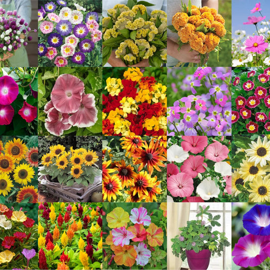 Mixed Flower Seed Pack – Seasonal Garden Flower Seeds