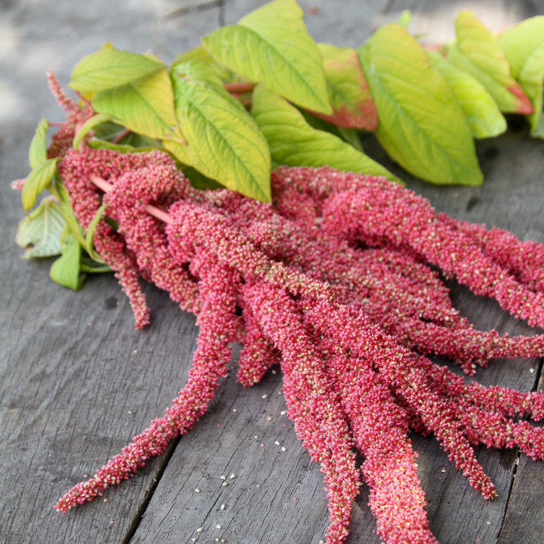 Coral Fountain Amaranthus – Annual Flower Seeds