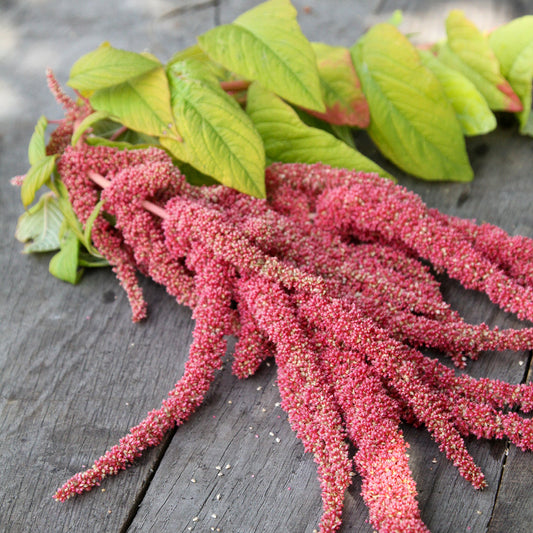 Coral Fountain Amaranthus – Annual Flower Seeds