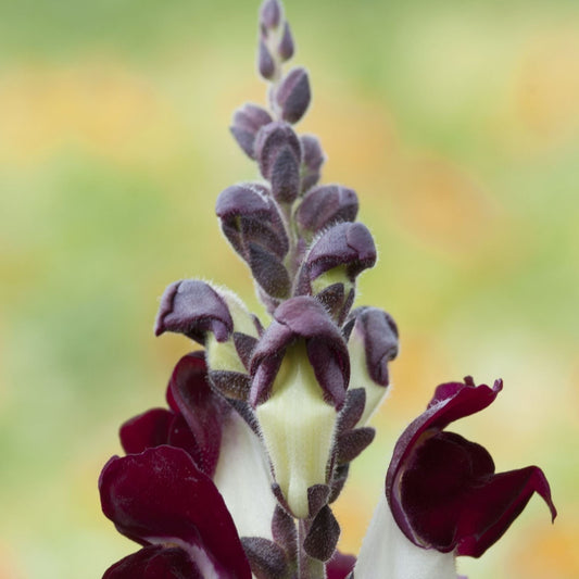 Snapdragon Antirrhinum Night – Colorful Flower Seeds