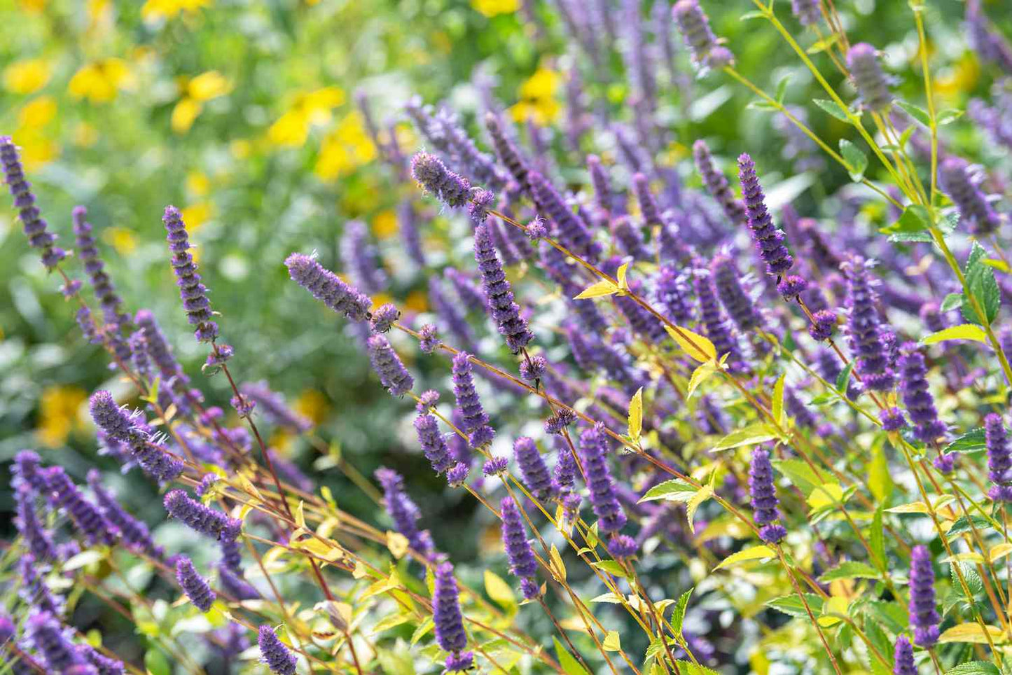 Lavender Silk Japanese – Garden Herb Seeds
