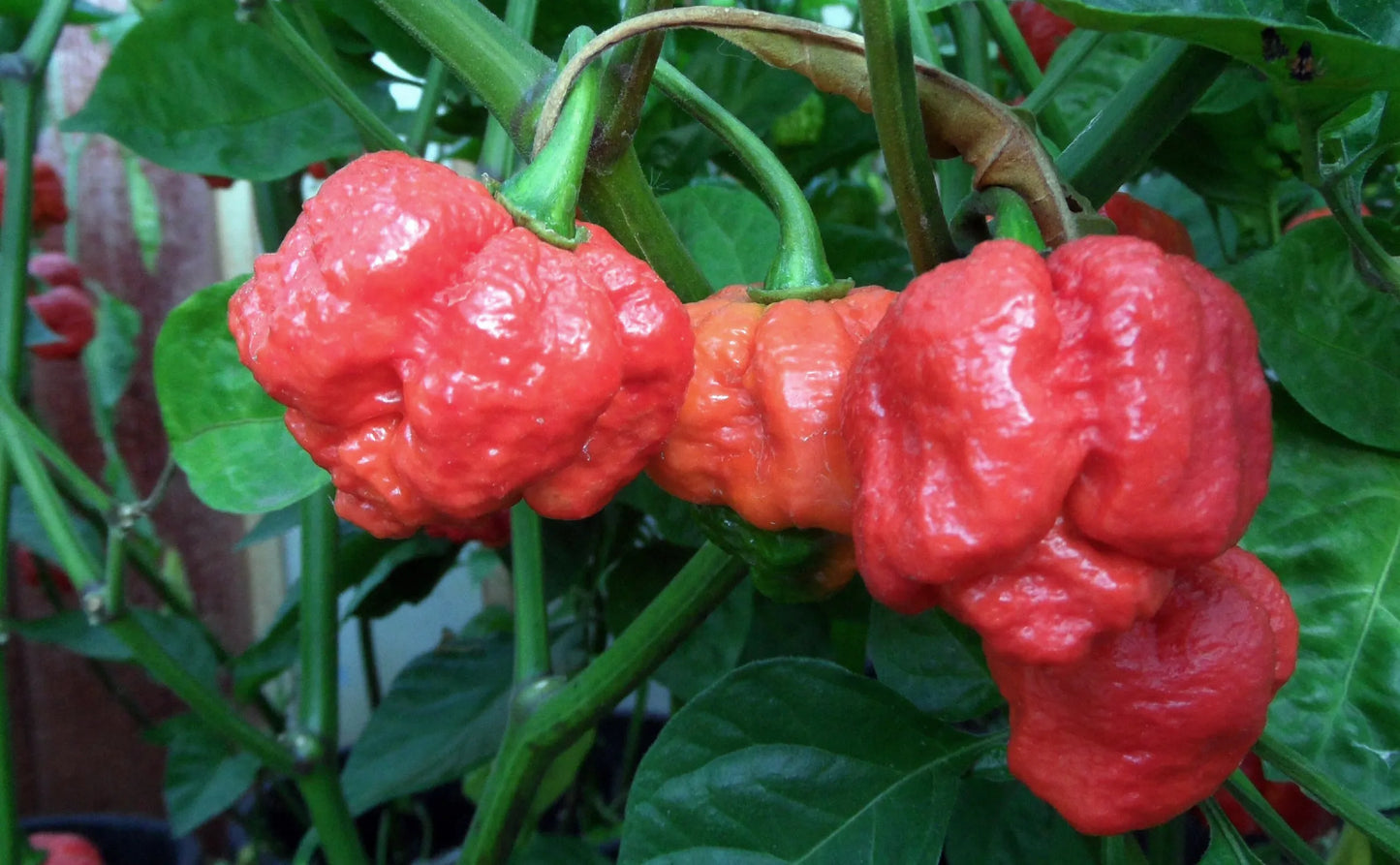 Mammoth Habanero Lee’s – Hot Chili Pepper Seeds