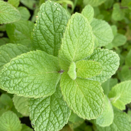 Apple Mint (Mentha suaveolens) Seeds for Planting – Fresh Aromatic Herb Seeds for Home & Garden Growing