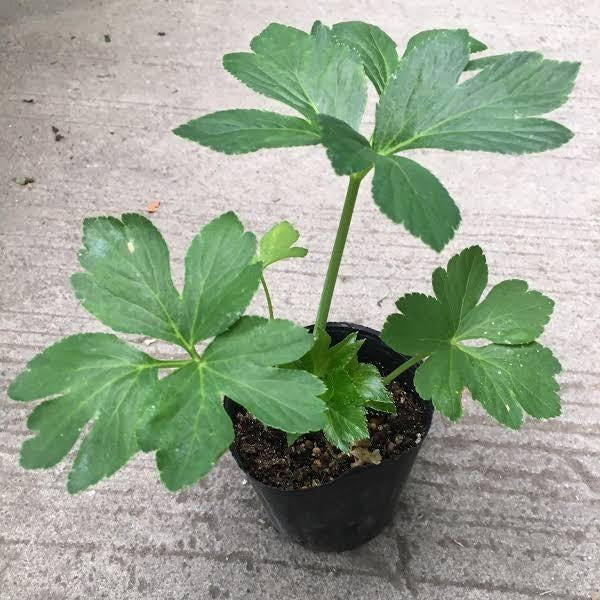 Fresh Ashitaba Seeds Tomorrow’s Leaf, Tested Angelica Keiskei for Organic Planting