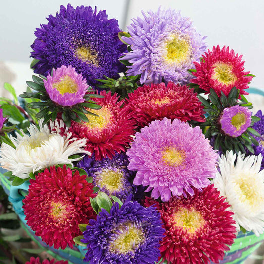 Heath Aster Wildflower – Colorful Garden Flower Seeds
