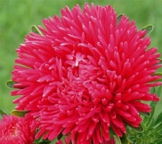 Aster Needle Unicum Salmon Pink Callistephus Chinensis – Dwarf Garden Flower Seeds