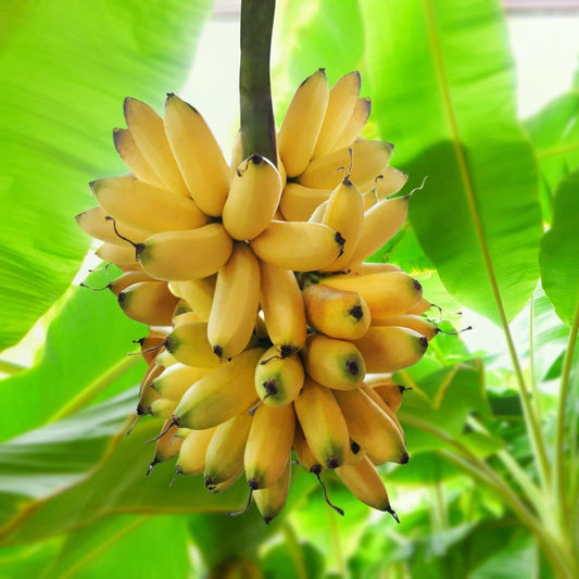 Green & Yellow Banana Seeds for Planting – Heirloom, Non-GMO, Musa Variety, Easy to Grow
