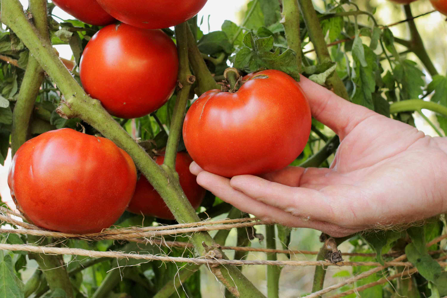 Beefsteak Tomato – Heirloom Vegetable Seeds