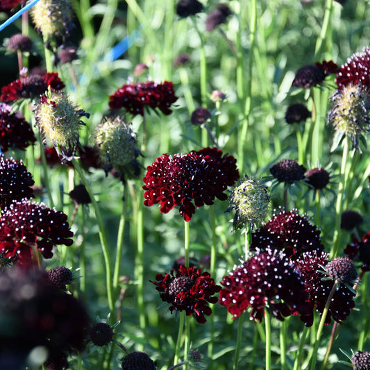 Ornamental Black Knight – Annual Flower Seeds
