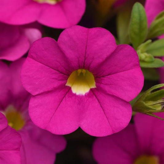 Cabaret Hot Pink Calibrachoa Seeds Bright Trailing Blooms Perfect