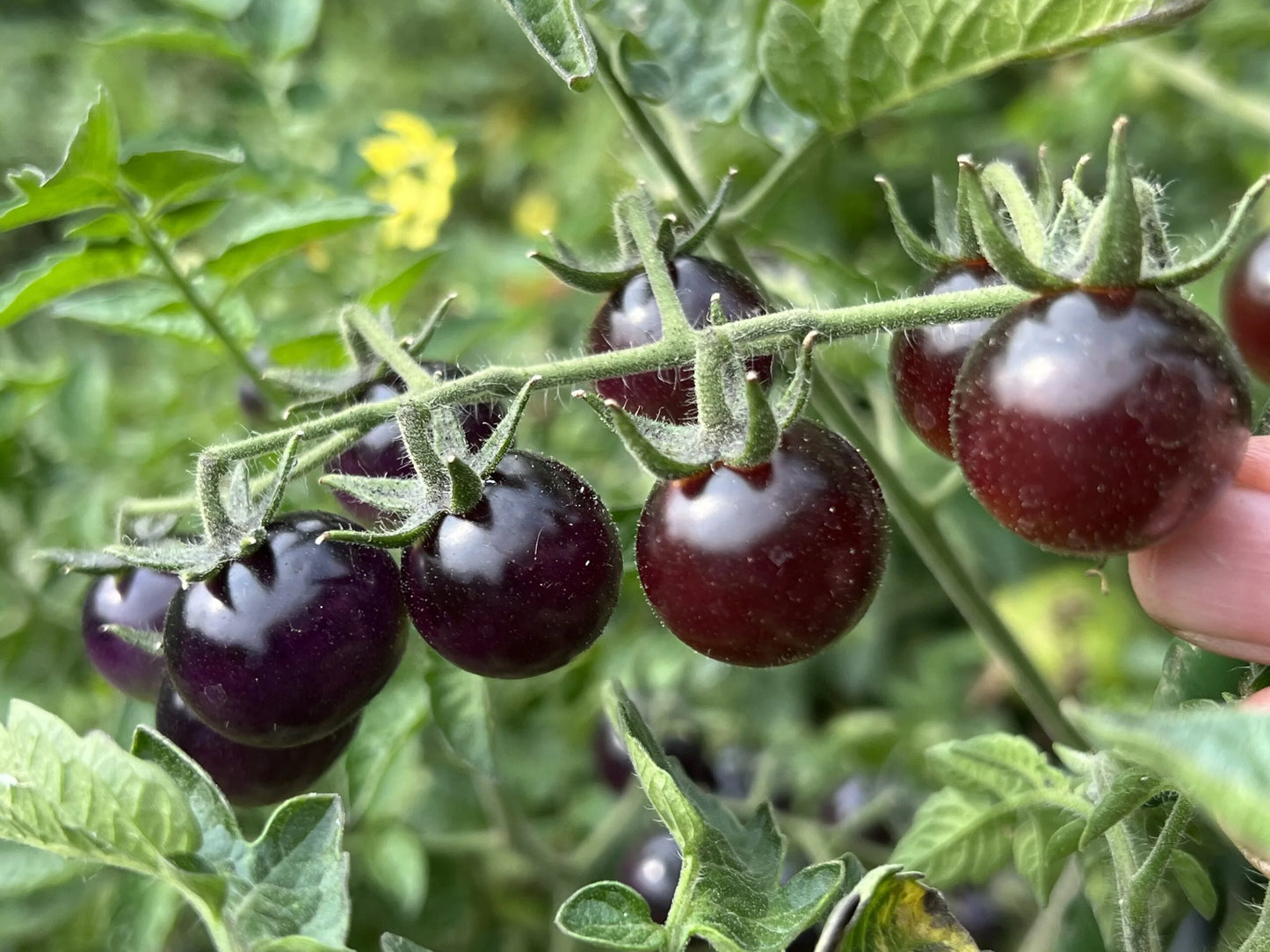 Heaven Oregon Tomato – Heirloom Vegetable Garden Seeds