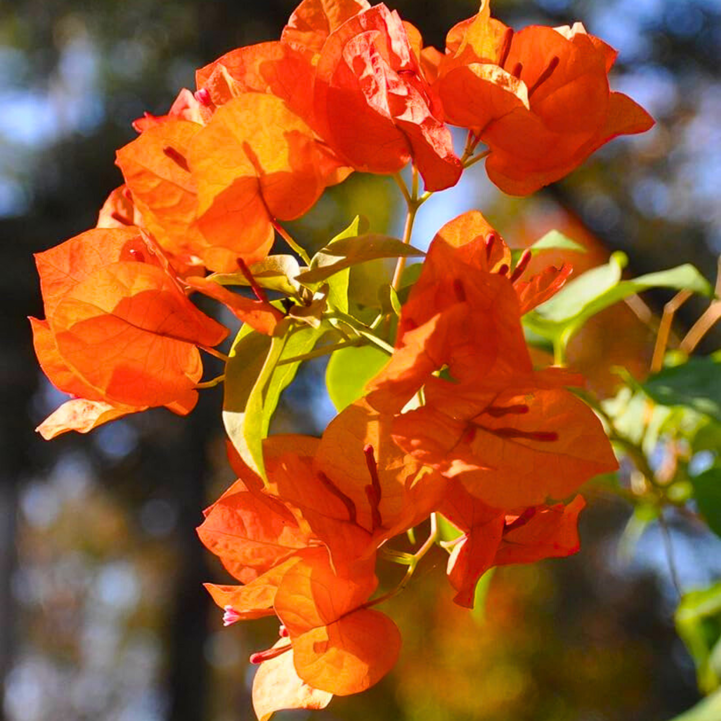 Orange Bougainvillea Seeds - Bright Flowering Vine Drought-Tolerant Tropical Climber