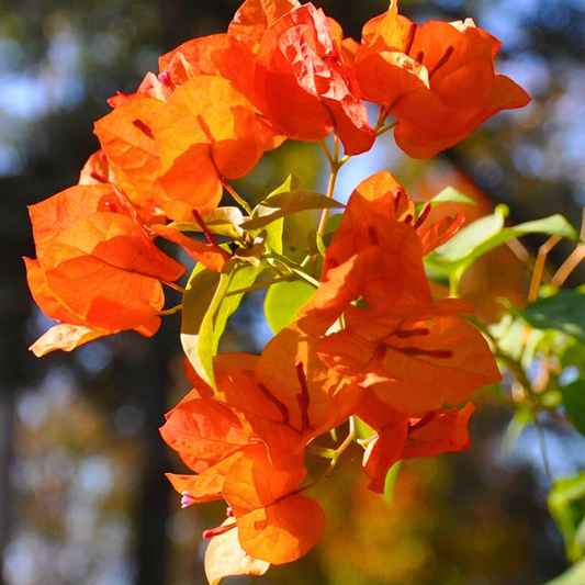 Orange Bougainvillea Seeds - Bright Flowering Vine Drought-Tolerant Tropical Climber